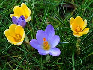 purple and yellow petaled flowers